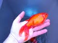 Handheld Goldfish
