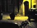 Orso nel centro storico di Civitella Alfedena