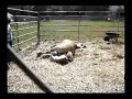 Live Birth - Norwegian Fjord Draft Horse Live Birth - Norwegian Fjord Draft Horse