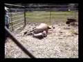 Live Birth - Norwegian Fjord Draft Horse