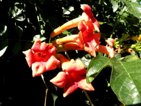how to trumpet vine
