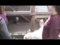 EnviroMom.com Chicken Coop Tour