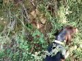 Tras el rastro de un jabalí