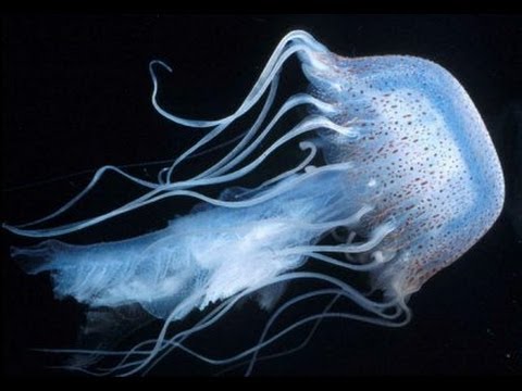 El único ser vivo inmortal: La medusa