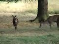 Richmond Park Richmond Park