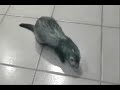 ferret tricks