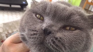 Coconut. Blue British Shorthair - Came asking for cuddles.