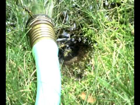 how to eliminate yellow jacket nest in ground