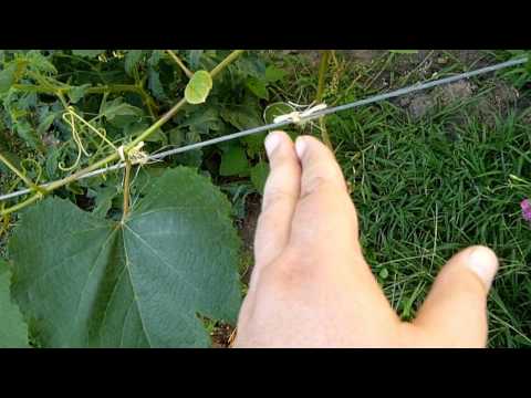 how to trellis a grape vine
