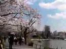 さくら満開動画9