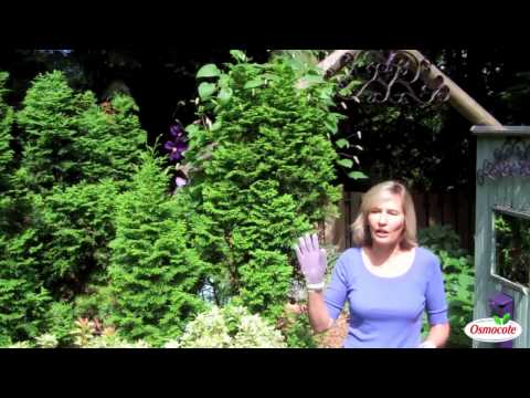 how to care clematis