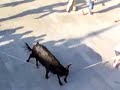 Vaca das Cordas 2007
