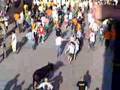 Vaca das Cordas 2007
