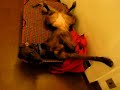 cane da paperissima posizione strana contorsionista