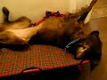 cane da paperissima posizione strana contorsionista