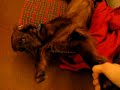 cane da paperissima posizione strana contorsionista