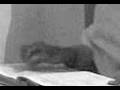 videos de Pande mimic