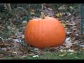 Decaying Halloween Pumpkin Time Lapse