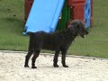 Dog at Bang Saen Beach House