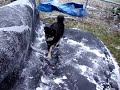 MOV00481.MPG