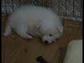 my dog1