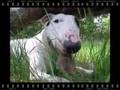Bull Terrier Snoet makes some noise