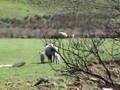 The perfect Easter walk in spring woods