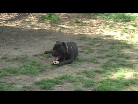 cane corso