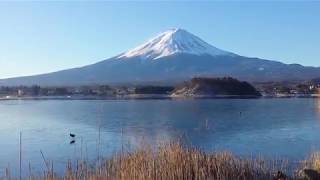 冬限定！湖の上を歩く鳥ちゃん♪