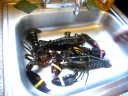 Chinnu Playing with Lobster - 3 Long.MOV Chinnu Playing with Lobster - 3 Long.MOV
