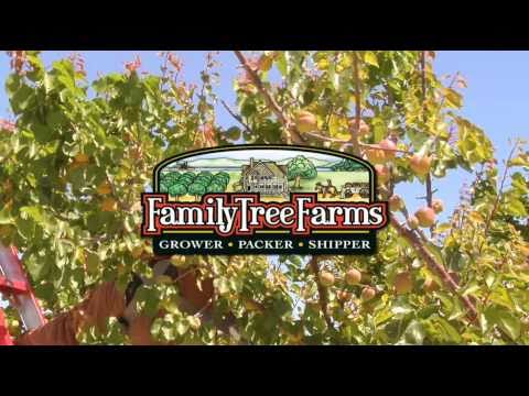 how to harvest apricots