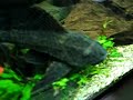 Sailfinned plecostomus(Glyptoperichthys gibbiceps) Sailfinned plecostomus(Glyptoperichthys gibbiceps)