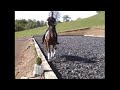 Oldenburg Dressage horse for sale SOLD
