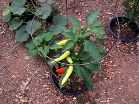 how to harvest hungarian wax peppers