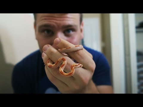 YouTube reptile video