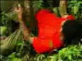 Hantu Poyo