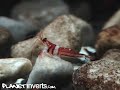 Harlequin Sulawesi Shrimp II