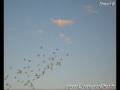 videos de Ismail B pipa derby pigeon voyageur maroc sale  lawla3a animal