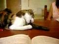 videos de gato telefonico