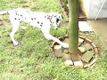 Dalmatian vs Toad