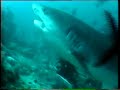 Sharks of Beqa Island