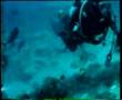 Sharks of Beqa Island