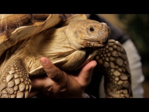 how to care for a tortoise as a pet