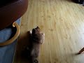 En lidt vild hund