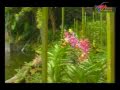 Orchid Valley