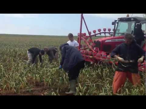 how to harvest elephant garlic