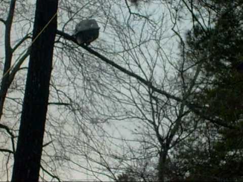 how to get a cat out of a tree