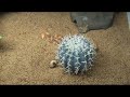 Caudal Luring