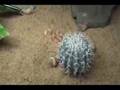 Caudal Luring