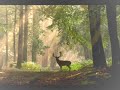 Loreena McKennitt - The old ways